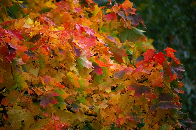 Baixe gratuitamente Autumn Leaves City - foto ou imagem gratuita para ser editada com o editor de imagens online do GIMP