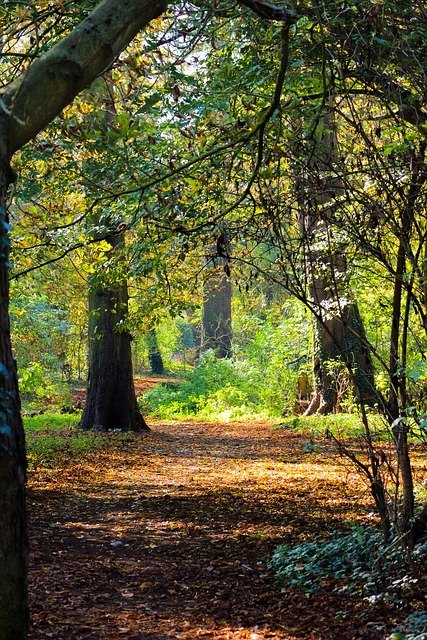 Free download Autumn Leaves Fall Path -  free photo or picture to be edited with GIMP online image editor