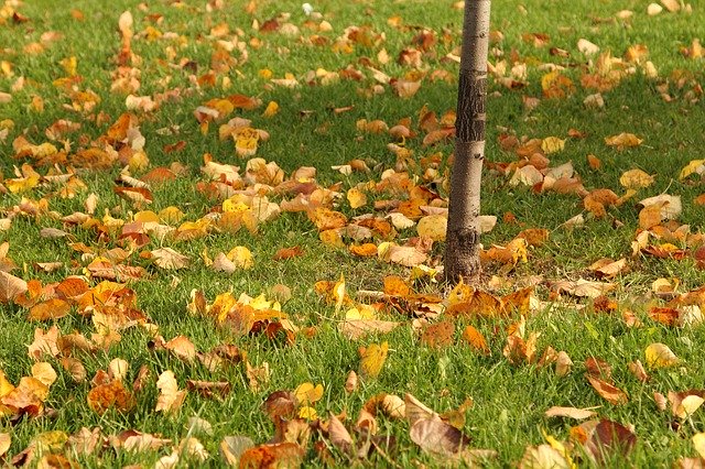 Free download Autumn Leaves Foliage In The Fall -  free photo or picture to be edited with GIMP online image editor