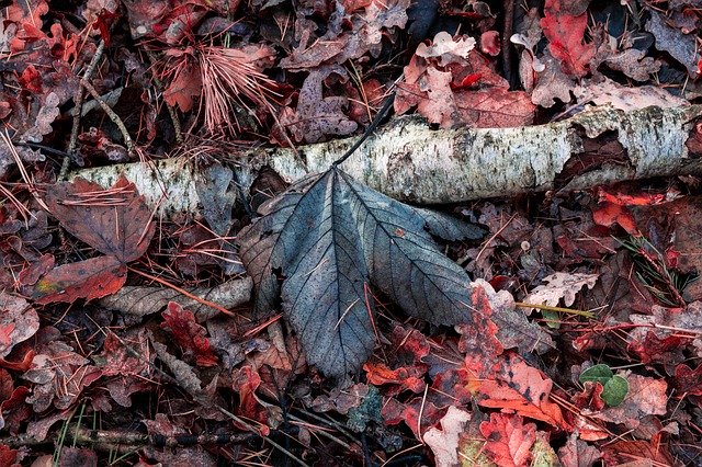 Free download Autumn Leaves Forest -  free photo or picture to be edited with GIMP online image editor