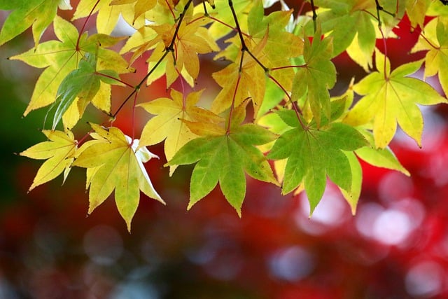 Free download autumn leaves maple leaf maple tree free picture to be edited with GIMP free online image editor