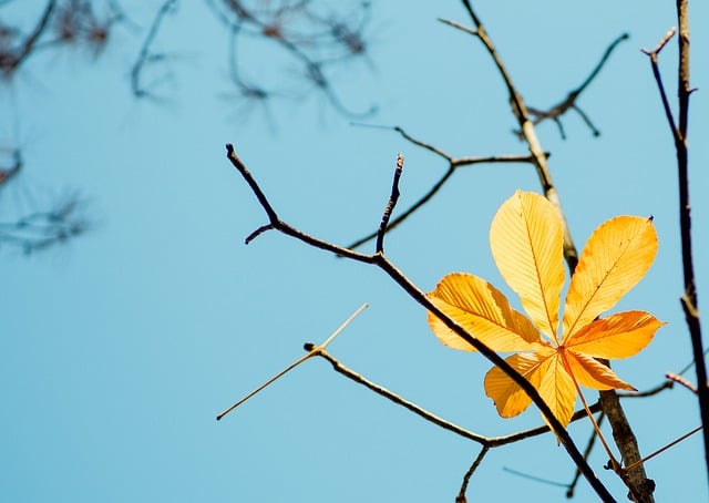 Free download autumn leaves nature sky blue free picture to be edited with GIMP free online image editor