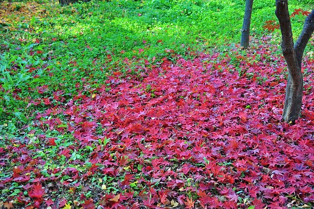 Free download Autumn Leaves Red The -  free free photo or picture to be edited with GIMP online image editor