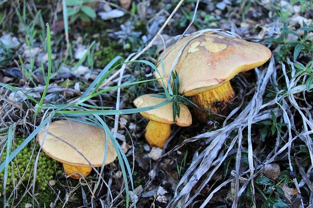 Free download Autumn Mushrooms -  free photo or picture to be edited with GIMP online image editor