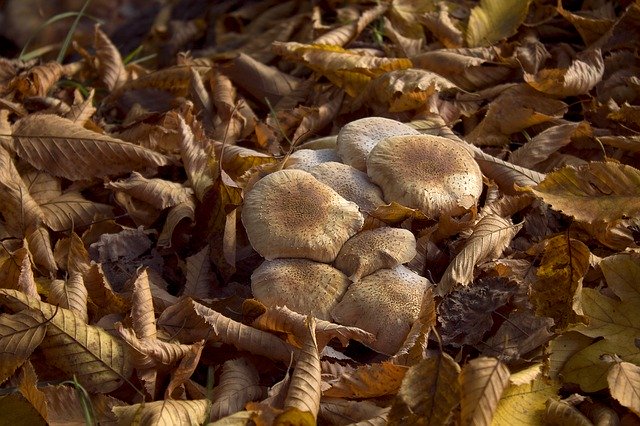 Free download Autumn Mushrooms Forest -  free photo or picture to be edited with GIMP online image editor