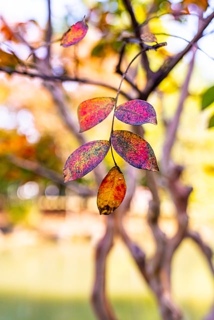 Free download autumn nature foliage trees leaves free picture to be edited with GIMP free online image editor