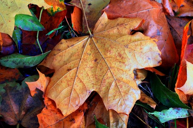 Free download Autumn Nature Yellow -  free photo or picture to be edited with GIMP online image editor