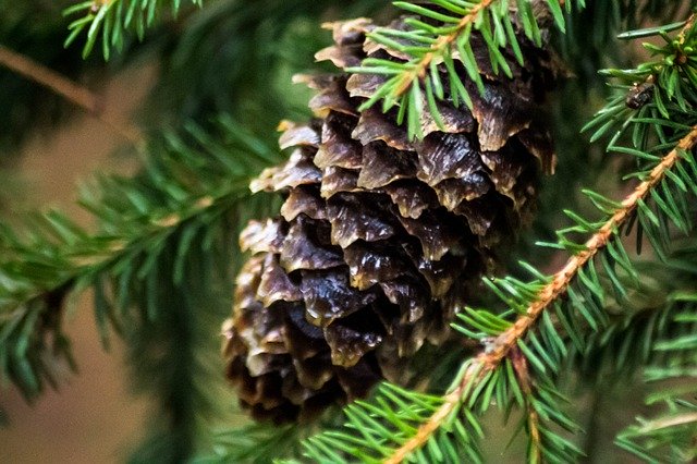 Free download Autumn Needles Pine Cone -  free free photo or picture to be edited with GIMP online image editor