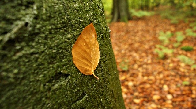 Free download Autumn Outdoor Beech -  free photo or picture to be edited with GIMP online image editor