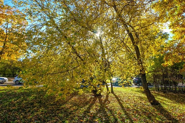 Free download Autumn Park Killarney -  free photo or picture to be edited with GIMP online image editor