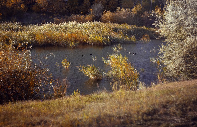 Free download autumn pond nature landscape fall free picture to be edited with GIMP free online image editor