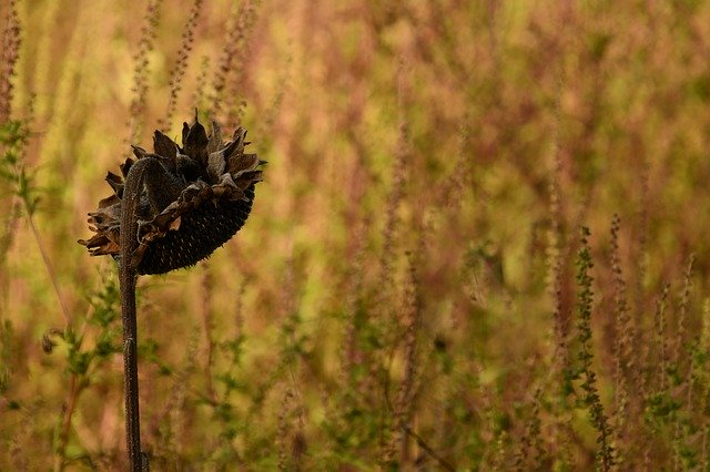 Free download Autumn Ragweed Sunflower -  free photo or picture to be edited with GIMP online image editor