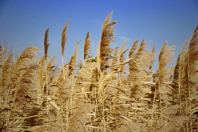 Free download Autumn Reed Nature -  free photo or picture to be edited with GIMP online image editor