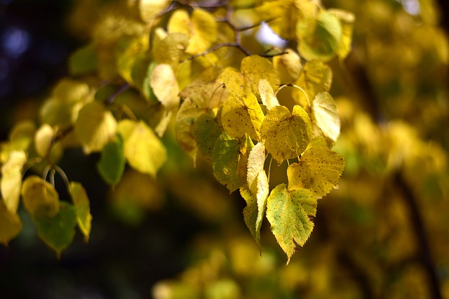 Free download autumn season colorful yellow free picture to be edited with GIMP free online image editor