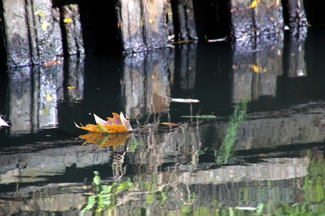 Free download Autumn Sheet Brook -  free photo or picture to be edited with GIMP online image editor