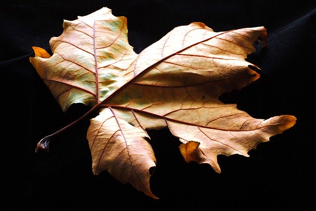 Free download Autumn Sheet Sycamore -  free photo or picture to be edited with GIMP online image editor