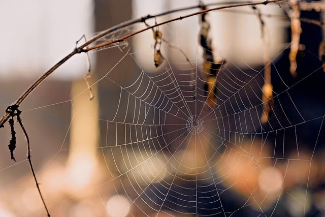 Free download autumn spider web fall nature free picture to be edited with GIMP free online image editor