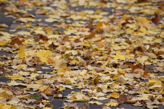 Free download Autumn Texture Leaves -  free photo or picture to be edited with GIMP online image editor