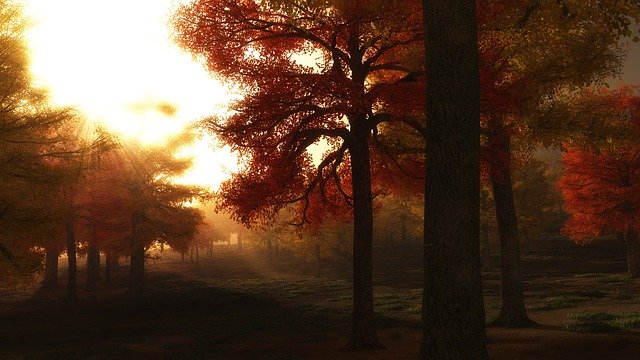 Free download Autumn Trees Golden Light Sunrise -  free illustration to be edited with GIMP free online image editor