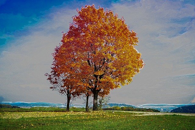 Free download Autumn Tree Sky -  free illustration to be edited with GIMP free online image editor