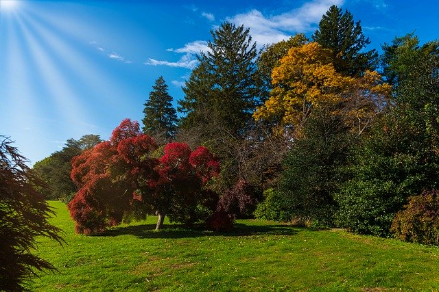 Free download Autumn Trees Vivid Colors -  free photo or picture to be edited with GIMP online image editor