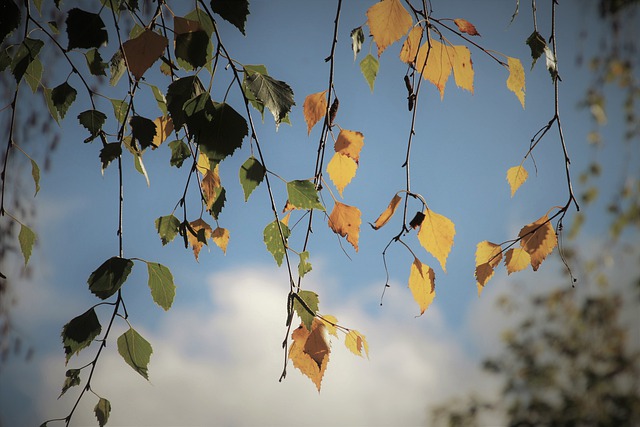 Free download autumn twigs hanging delicate dawn free picture to be edited with GIMP free online image editor