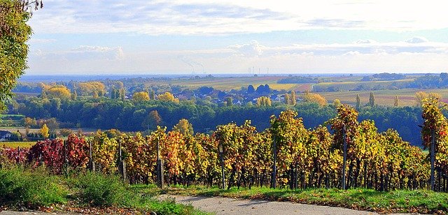 Free download Autumn Vineyards Landscape -  free photo or picture to be edited with GIMP online image editor