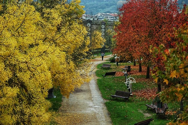 Free download autumn walk trees ocher yellow free picture to be edited with GIMP free online image editor