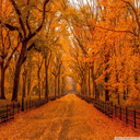 Autumn Wallpaper  screen for extension Chrome web store in OffiDocs Chromium