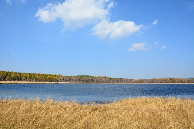 Free download Autumn Yellow Grass -  free photo or picture to be edited with GIMP online image editor