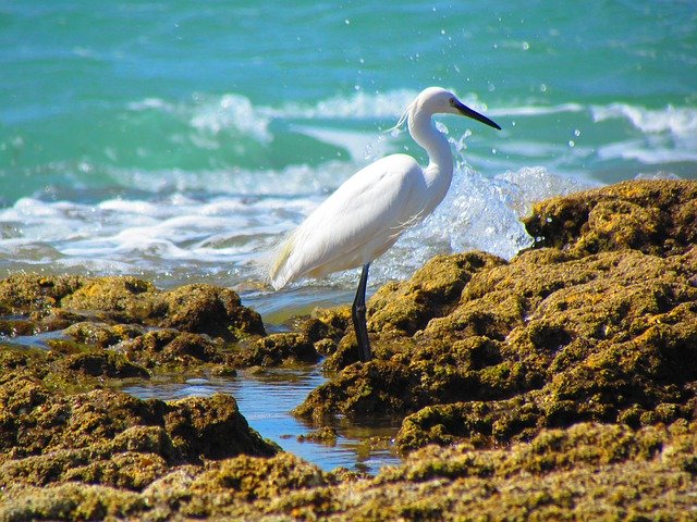 Free download Ave Egret Bird -  free photo or picture to be edited with GIMP online image editor