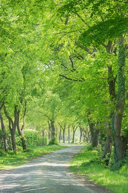 Free download Avenue Road Cobblestones -  free photo or picture to be edited with GIMP online image editor