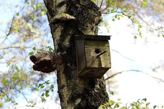 Free download Aviary Tree Nesting Box -  free photo or picture to be edited with GIMP online image editor