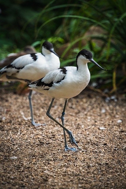 Free download avocets birds pied avocets avian free picture to be edited with GIMP free online image editor