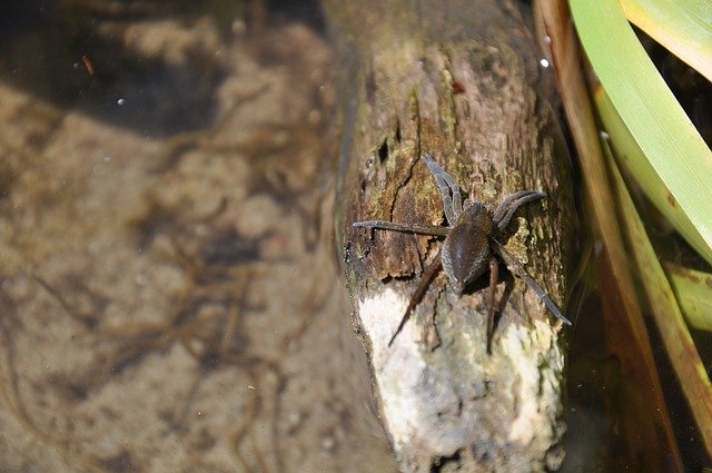 Free download A Water Spider Bagnik -  free photo or picture to be edited with GIMP online image editor