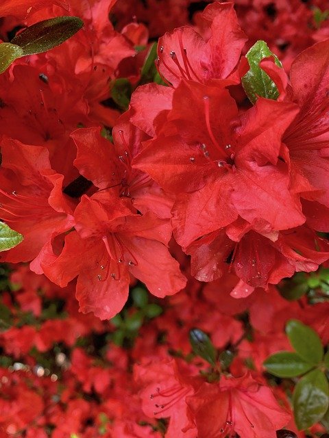 Free download Azalea Blossom Red -  free photo or picture to be edited with GIMP online image editor