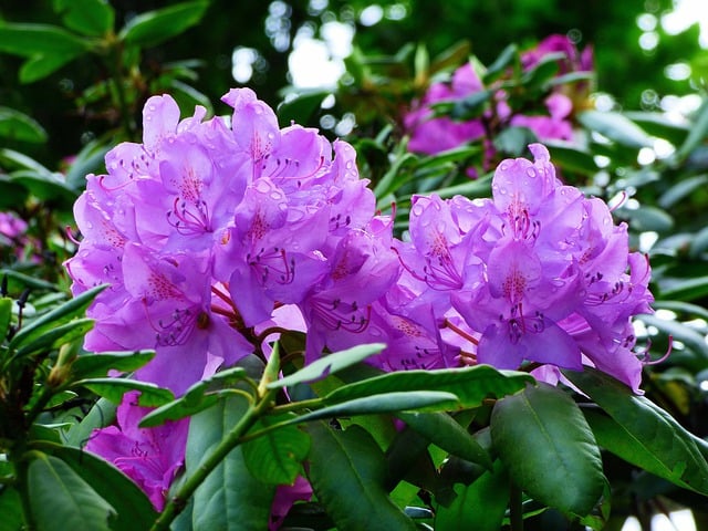 Free download azalea blossoms spring japanese free picture to be edited with GIMP free online image editor