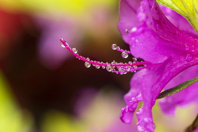 Free download azalea flower dew wet dewdrops free picture to be edited with GIMP free online image editor