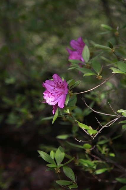 Téléchargement gratuit de pétales de fleurs d'azalée - photo ou image gratuite à modifier avec l'éditeur d'images en ligne GIMP