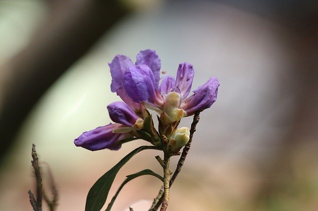 Free download Azalea Flower Spring -  free photo or picture to be edited with GIMP online image editor