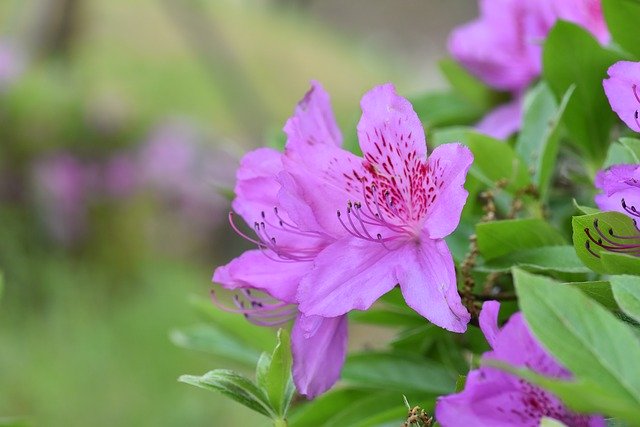 Free download Azaleas Flower Pink -  free photo or picture to be edited with GIMP online image editor