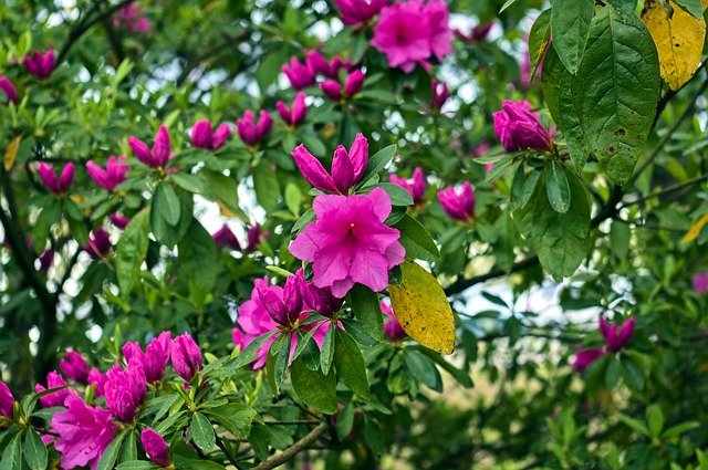 Free download Azaleas In The Ozark Mountains -  free photo or picture to be edited with GIMP online image editor