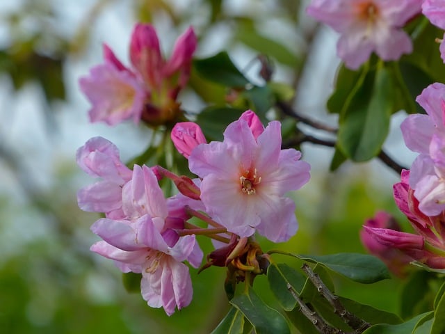 Free download azaleas pink flowers rhododendron free picture to be edited with GIMP free online image editor