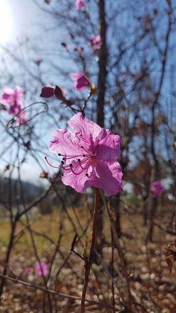 Free download Azalea Spring Flowers -  free photo or picture to be edited with GIMP online image editor