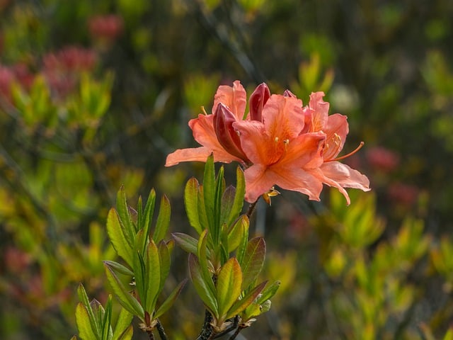 Free download azaleas rhododendron spring flower free picture to be edited with GIMP free online image editor