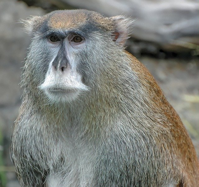 Free download Baboon Ape Animal -  free photo or picture to be edited with GIMP online image editor