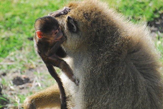 Free download Baboon Baby Motherhood -  free photo or picture to be edited with GIMP online image editor