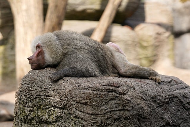 Free download baboon monkey ape rock lie rest free picture to be edited with GIMP free online image editor