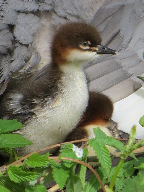 Free download Baby Bird Plumage Animals -  free photo or picture to be edited with GIMP online image editor