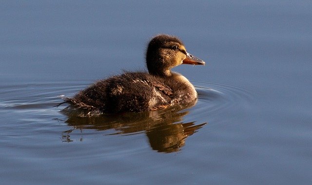 Free download Baby Duck Duckling In Water -  free photo or picture to be edited with GIMP online image editor